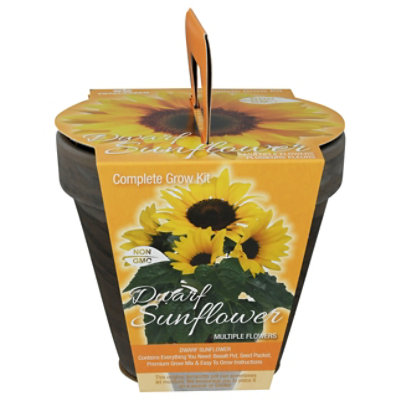 Sunflower Dwarf Kit - EA - tomthumb display picture 1