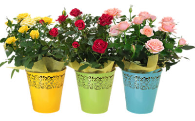 Blooming Decorated 4 Inch - Each - Image 1