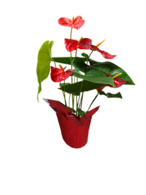 adult philodendron cordatum Philodendron Cordatum – Lush Plant Co. Decatur