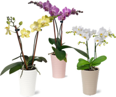 Debi Lilly Orchid Phalaenopsis 3 Inch Ceramic Pot - Each (colors may vary) - Image 1