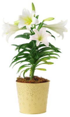 Easter Lily Upgrade - EACH - Image 1