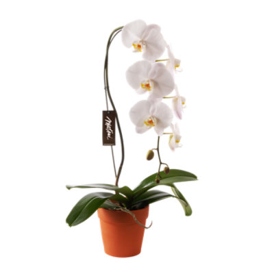 Overjoyed Boutique White Orchid In Clay - 4 Inch - Image 1