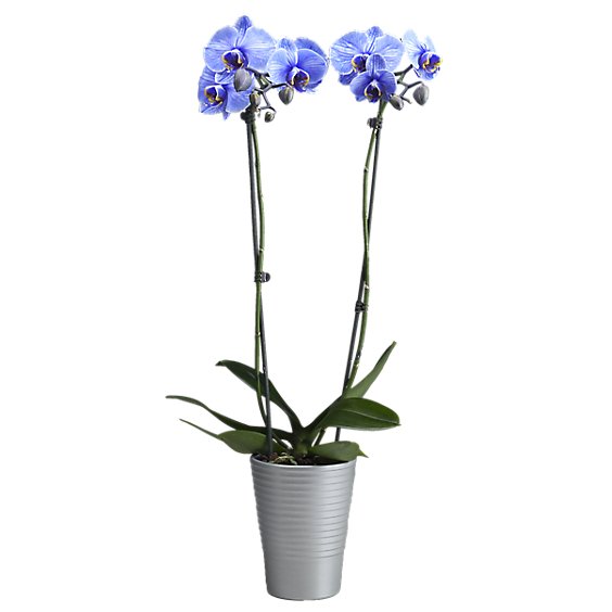 Phalaenopsis Orchid Lilac - 5 IN