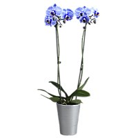 Phalaenopsis Orchid Lilac - 5 IN - Image 1