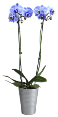 Phalaenopsis Orchid Lilac - 5 IN - Image 1