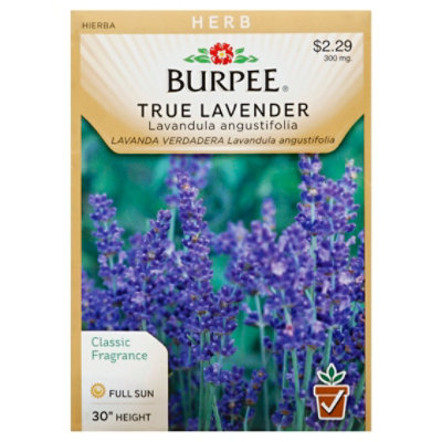 Herb Lavender True - EA - Image 1