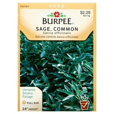 Herb Sage Common - EA - Image 1