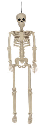 Posable Skeleton 36 inch - EA - Image 1