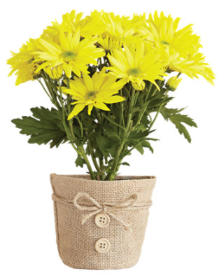 Mum Decorated 4in - 4 INCH - albertsons