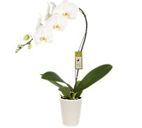 Debi Lilly Orchid In Ceramic 6 In - 6 IN