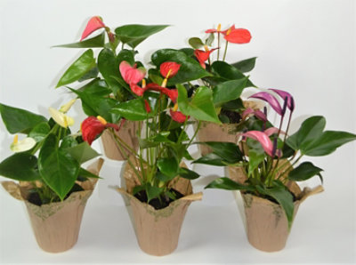 Anthurium - 4 INCH - Image 1