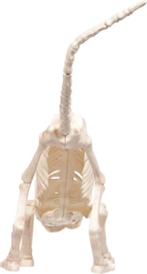 Seasons LTD Kitty Skeleton 1 Count - Each - Image 4