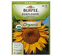 Sunflower Mammoth Organic - EA
