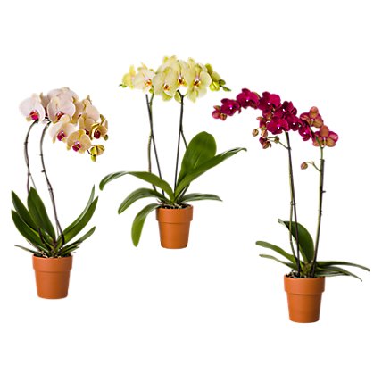 Orchid Decorated - 4 INCH - Image 1