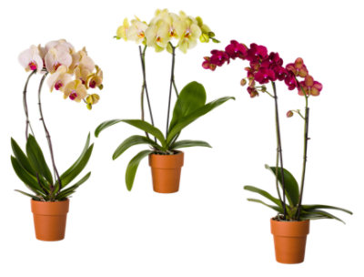 Orchid Phalaenopsis Decorated 4 Inch - Each (colors may vary) - Image 1