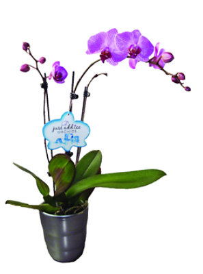 Overjoyed Boutique Orchid Phalaenopsis Decorated 6 Inch - Each (colors may vary) - Image 1