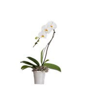 Debi Lilly Cascade Orchid - EA - Image 1