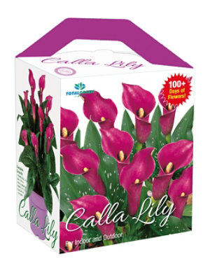 Calla Lily Bulb Kit - EA - Image 1