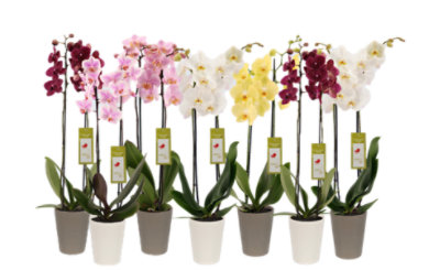 Debi Lilly Orchid Phalaenopsis Assorted 5 Inch Ceramic Pot - Each (colors may vary) - Image 1