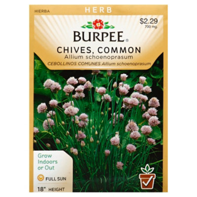 Herb Chive Common - EA - Image 1