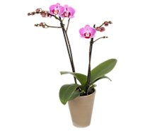 Phalaenopsis In Umbra Pot - 3 IN