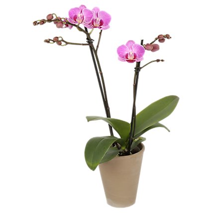 Phalaenopsis In Umbra Pot - 3 IN - Image 1