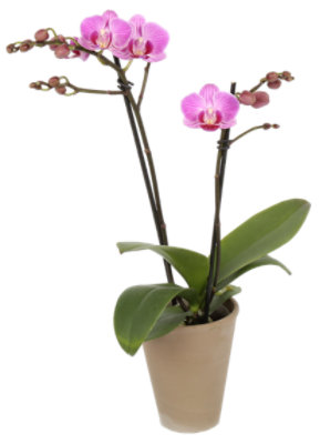 Phalaenopsis In Umbra Pot 3 Inch - Each - Image 1