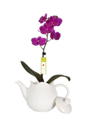 Overjoyed Boutique Orchid White Teapot - Image 1