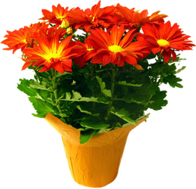 Mum Pelee 6 Inch - Each - Image 1