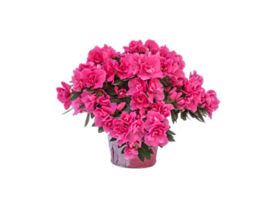 Azalea Braided Tree  6 Inch - Each - Image 1