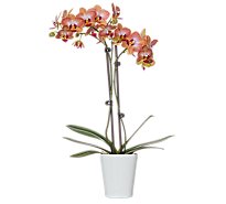 Orchid Ceramic Pot 3 Inch - EA