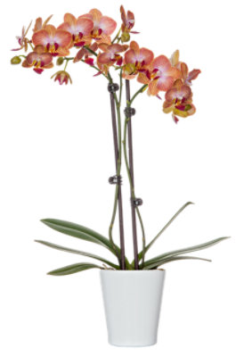 Orchid in Ceramic Pot 3 Inch - Each - Image 1