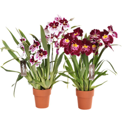 Debi Lilly Miltonia In Clay - 4.5 IN - Image 1