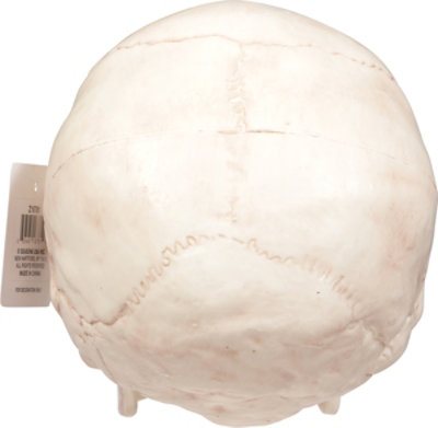 Seasons Plastic Skull with Moveable Jaw - Each - Image 4