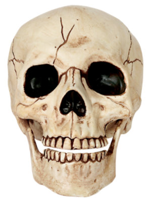 Plastic Skull with Moveable Jaw - EA - Image 1