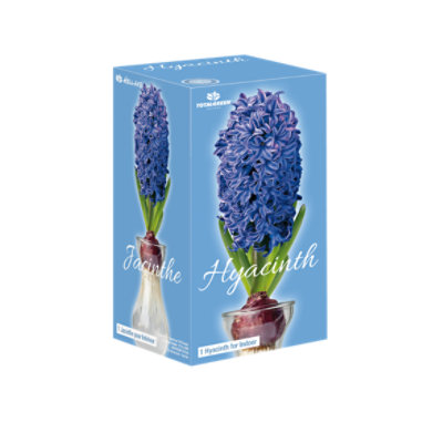 Totalgreen Holland Hyacinth On Glass Assorted - Indoor Grow Kit With Glass And Hyacinth Flower Bulbs - EA - Image 1