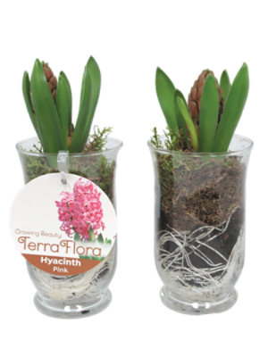 Hyacinth in glass vase with Moss 15.68oz - Each - Image 1