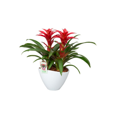 Bromeliads In Duo Combo Ceramic Vase - Each - Image 1