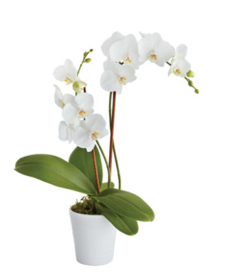 Orchid Waterfall In Premium Pot 5 - EA - Image 1