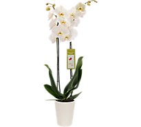 Debi Lilly Orchid White 5 In - EA