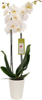 Debi Lilly White Orchid 5 Inch - Each - Image 1