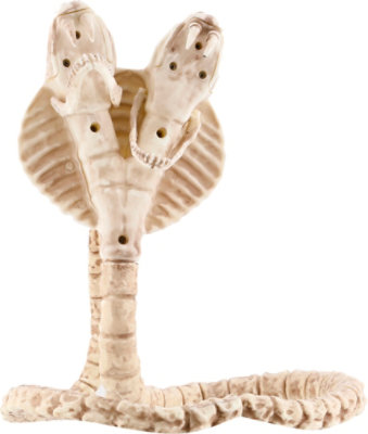 Seasons Skeleton High Definition Cobra - EA - Image 2