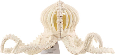 Seasons Octopus Skeleton - EA - Image 4