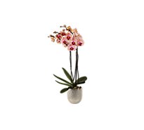Debi Lilly Textured Hugo Orchid 5in - Each