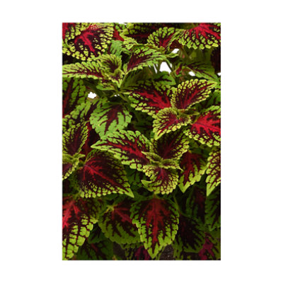 undefined - Image 1