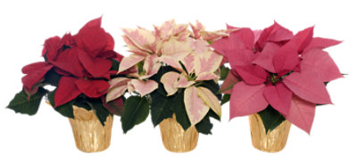 2.50-qt Poinsettia Assorted - EA - Image 1