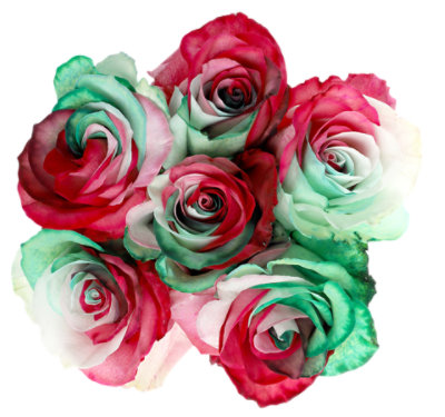 Roses Tinted 6 Stem Bunch - Each - Image 1
