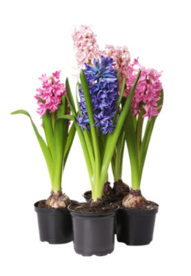 Hyacinth 5 Stem - Each - Image 1