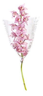 Overjoyed Boutique Cymbidium Orchid Spray - Each - Image 1