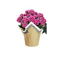 Pink Assorted Blooming - 6 Inch